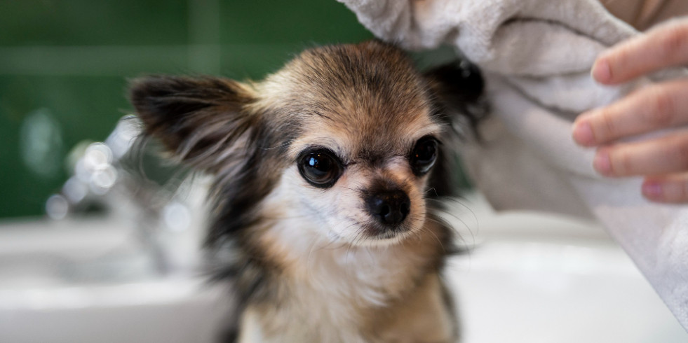 Cómo prevenir el gusano barrenador del ganado en mascotas