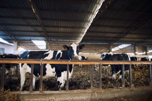 Instan al uso de cepillos de acicalamiento para mejorar el rendimiento en vacas de leche