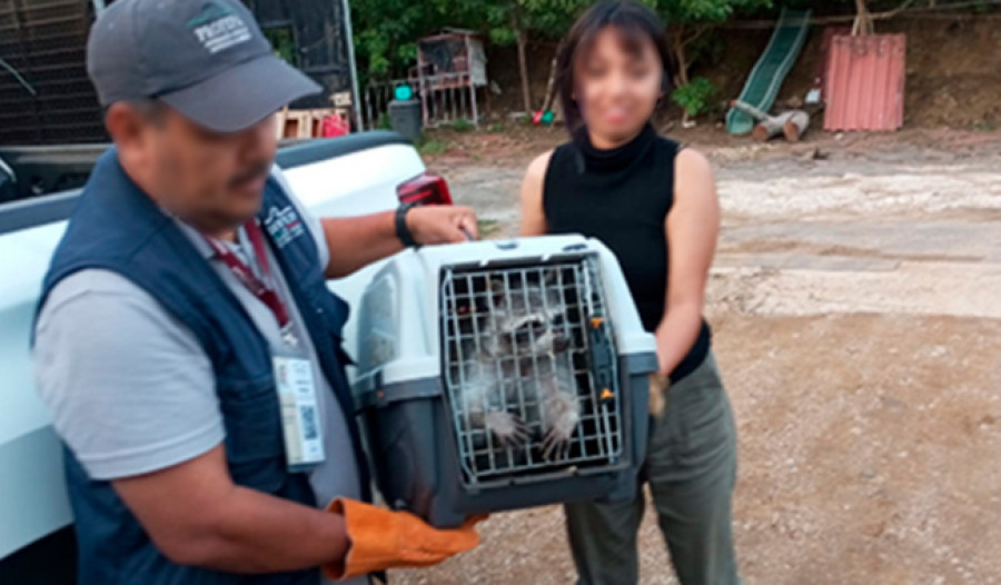 Animales rescatados Profepa