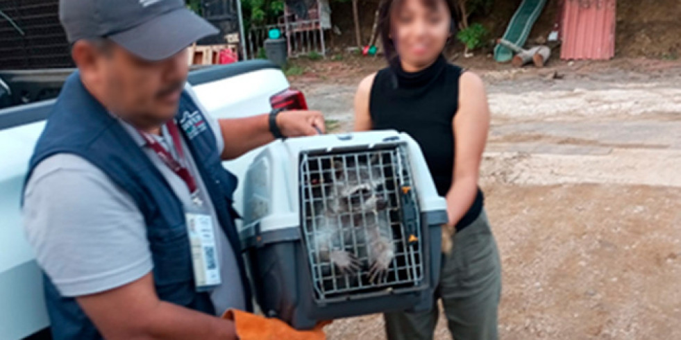 Rescatan a ejemplares de vida silvestre y ahora se encuentran en observación