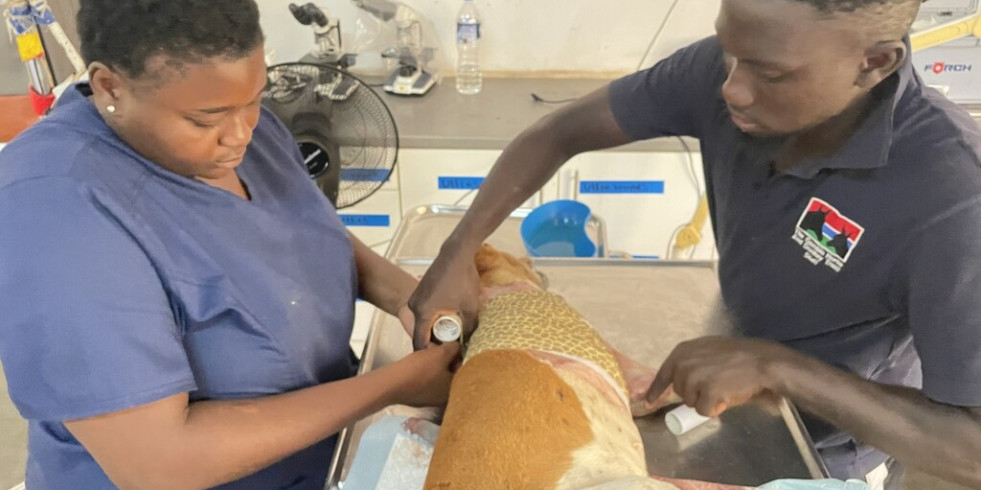 Estudiantes de Veterinaria españoles forman en manejo animal a una ONG de Gambia