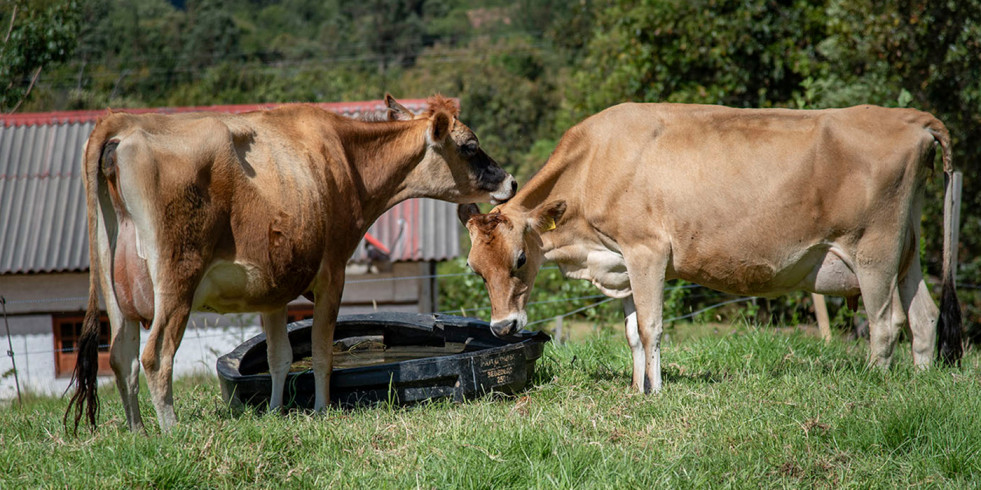 Estrategias pasivas de climatización para evitar el estrés por calor en animales de producción