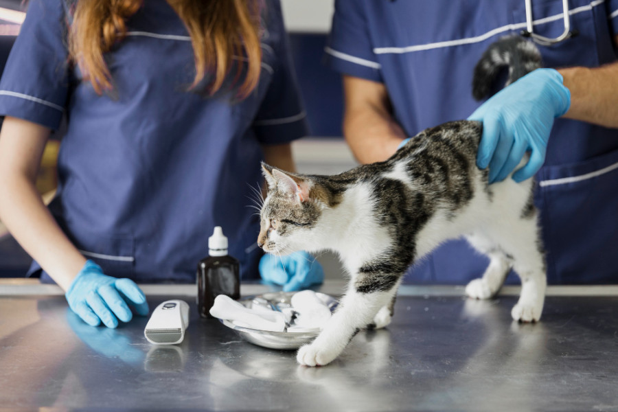 Gato veterinario (6)