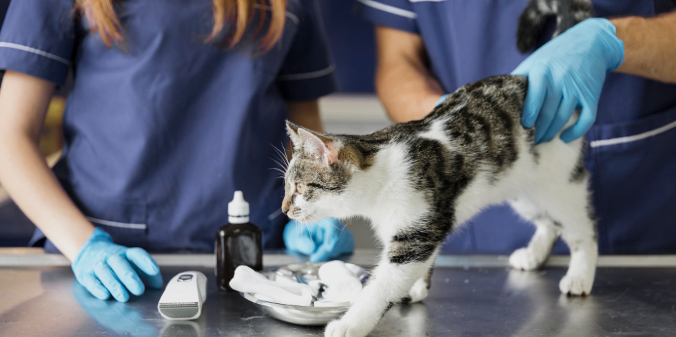 Primer informe que describe la osteonecrosis de mandíbula relacionada con medicamentos en gatos