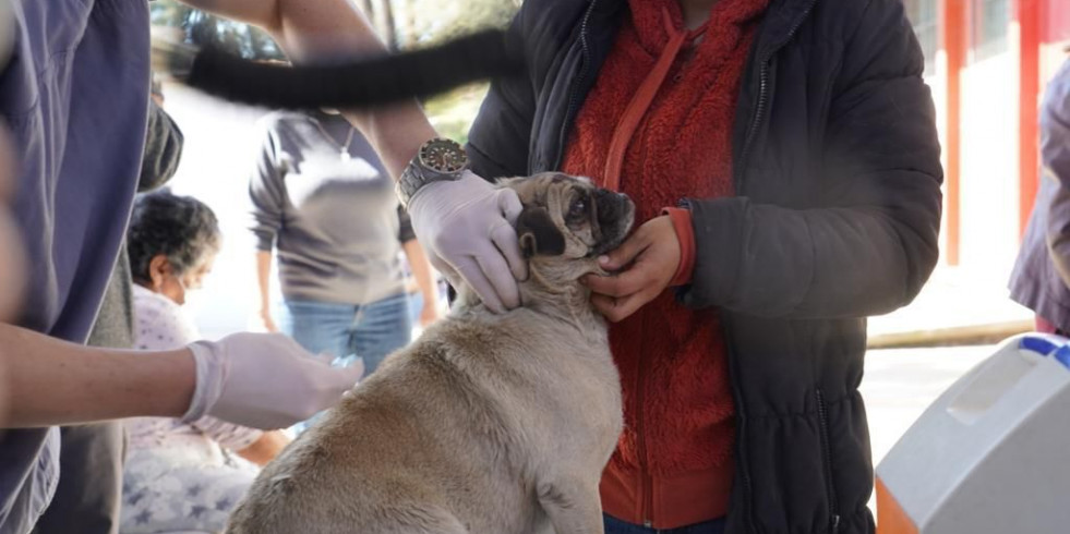 Ensenada llama a actualizar Esquema de Medicina Preventiva de las mascotas