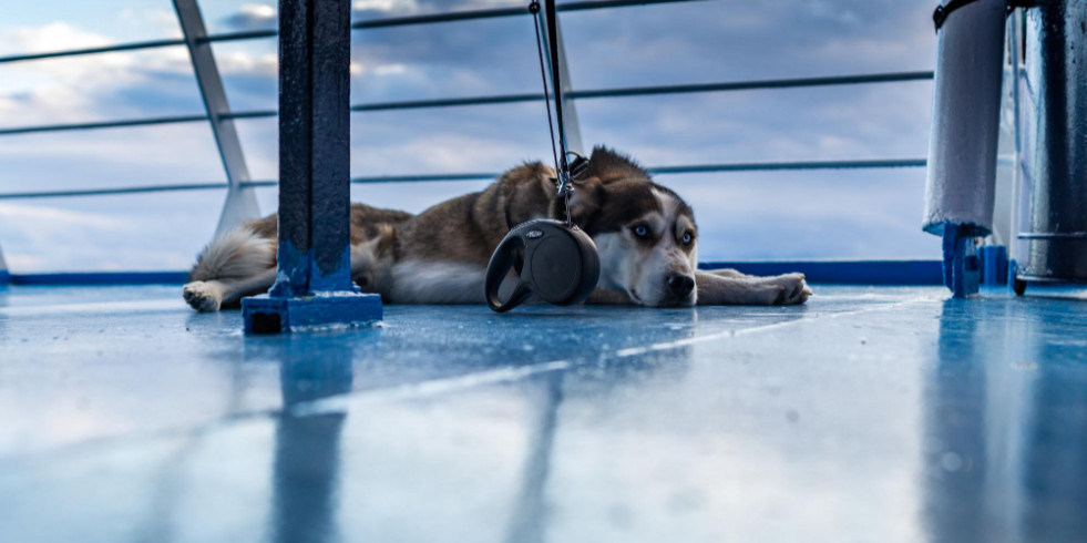 El caso de un perro perdido en Barajas evidencia la falta de protocolos de transporte animal en aeropuertos