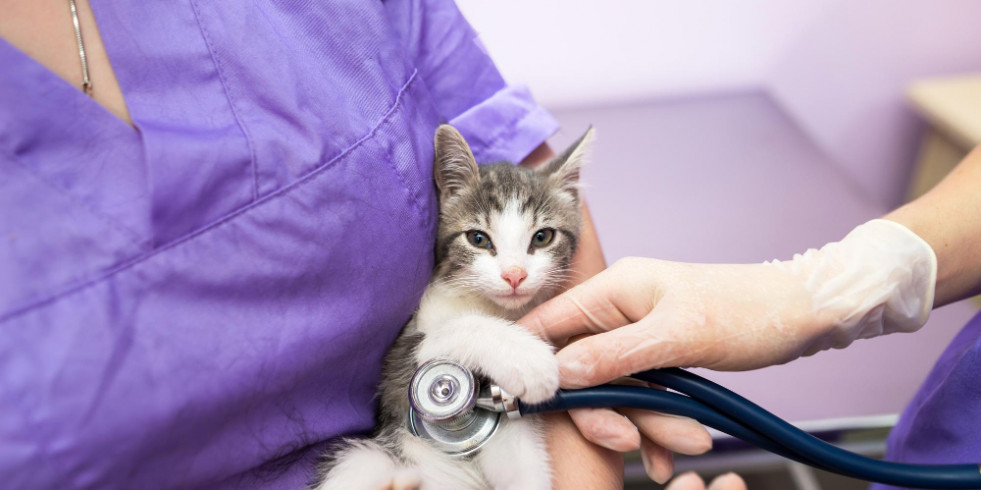 Recomiendan precaución al prescribir gabapentina para la exploración veterinaria en gatos geriátricos