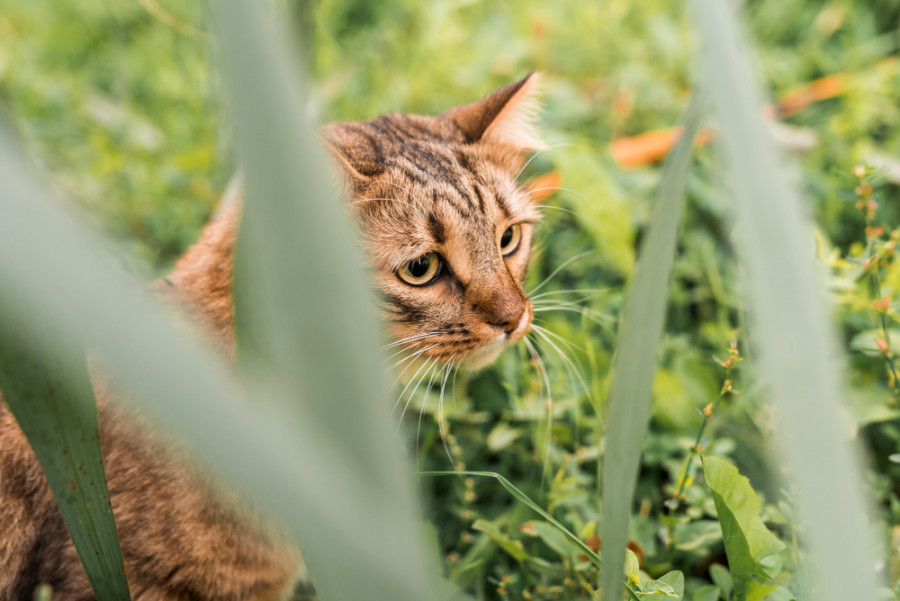 Gato