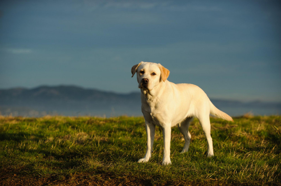 Labrador retriever