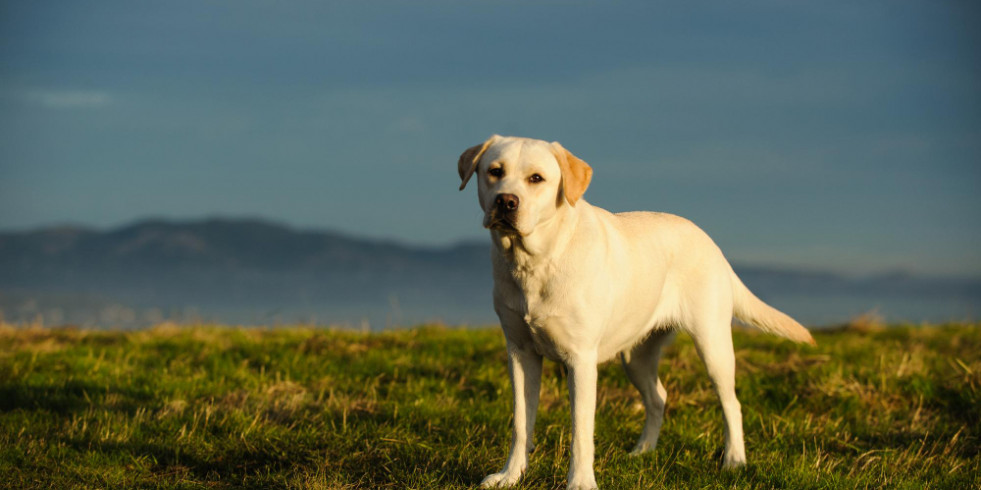 La edad de castración, pero no el sobrepeso, influyen en la rotura del cruzado en labradores retriever