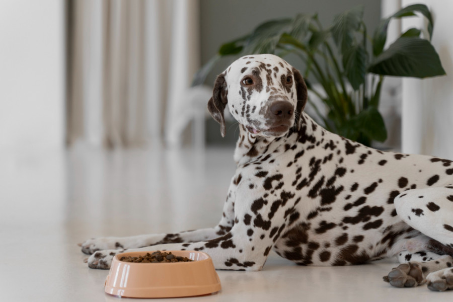 Perro comiendo (2)