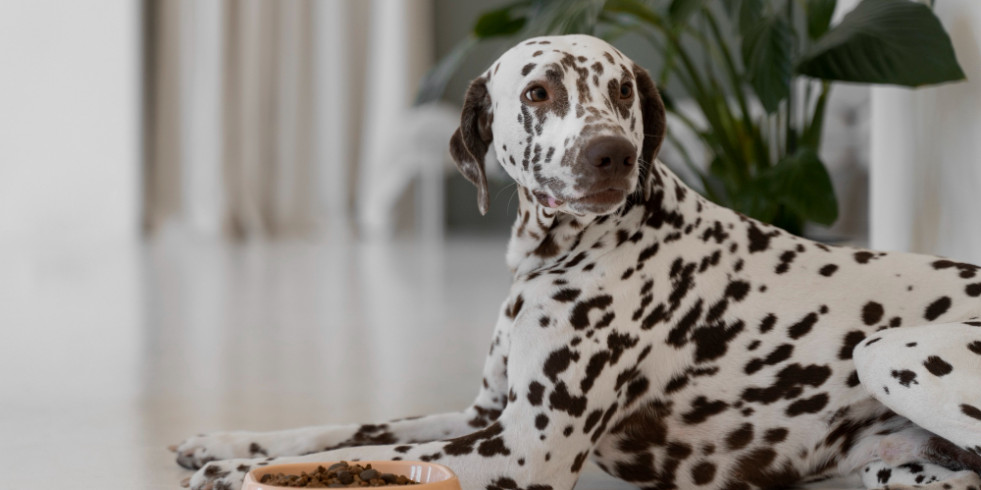 Estudian la presencia de genes de resistencia antibiótica en probióticos para mascotas