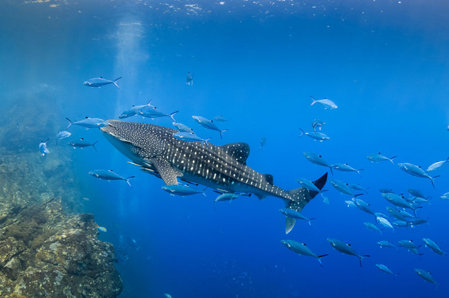 Tiburón ballena