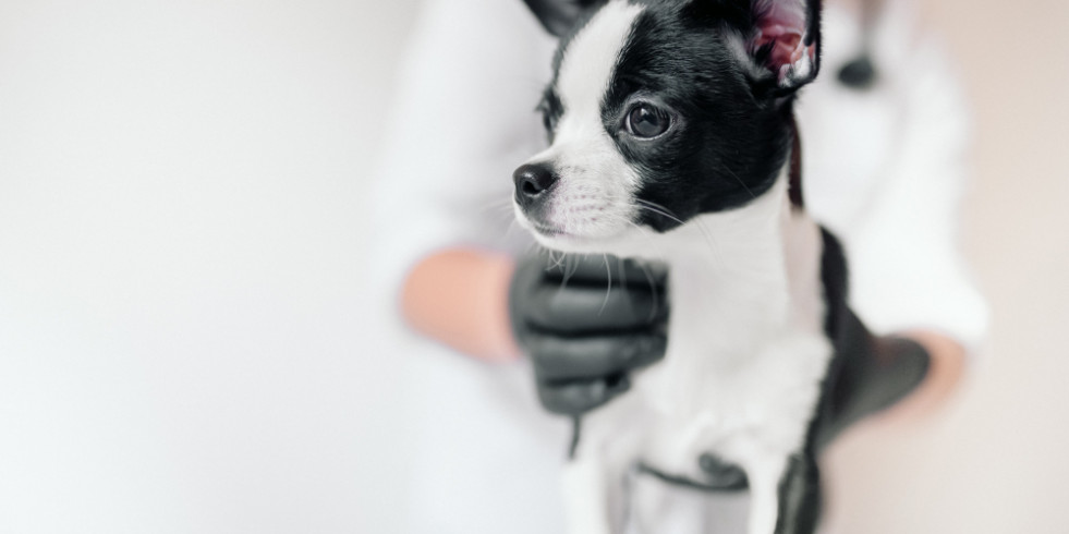 ¿Es posible diagnosticar leishmania canina solo con un hemograma? Veterinarias españolas buscan la respuesta