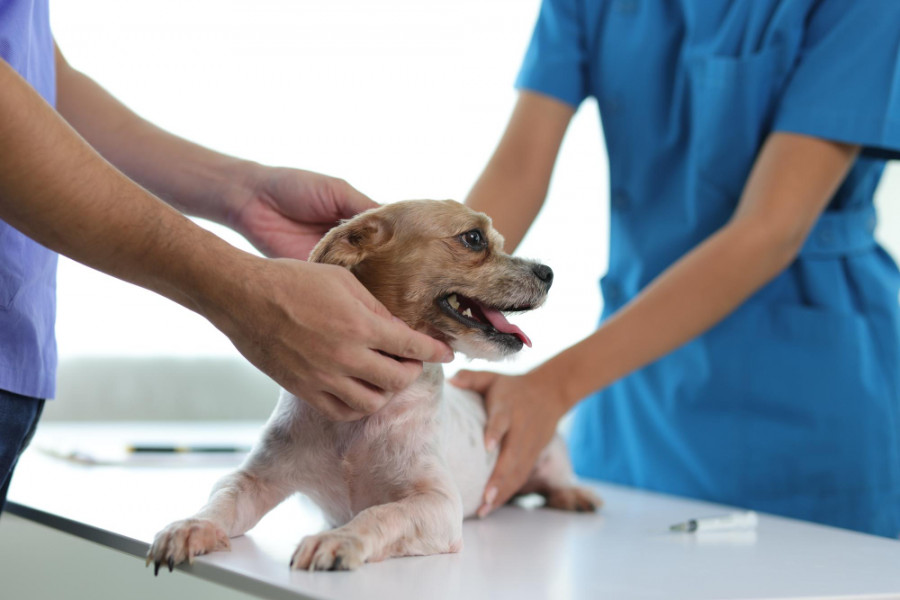 Perro veterinario