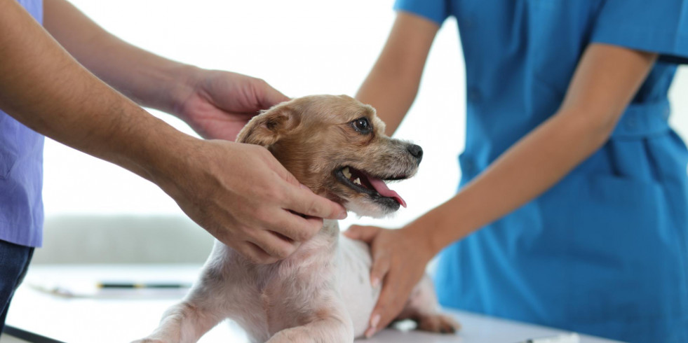 Diseñan una IA que detecta soplos cardíacos en perros con la misma precisión que un cardiólogo