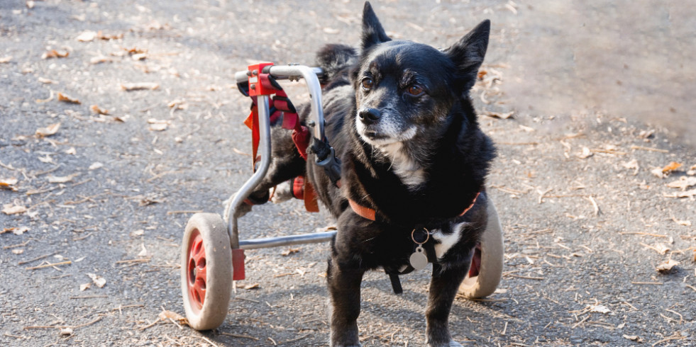 Exploran el impacto en la calidad de vida y complicaciones de la sillas de ruedas en las mascotas