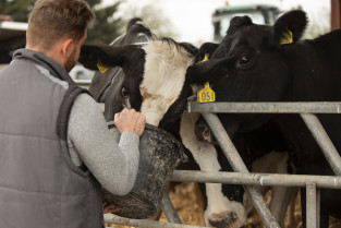 La influenza bovina H5N1 transmitida por personas infectadas es transmisible y letal en modelos animales