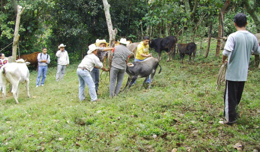 Ganaderos