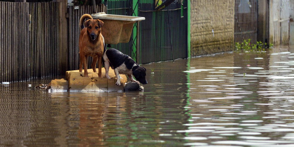 Reclaman integrar la “perspectiva animal” en emergencias como la DANA