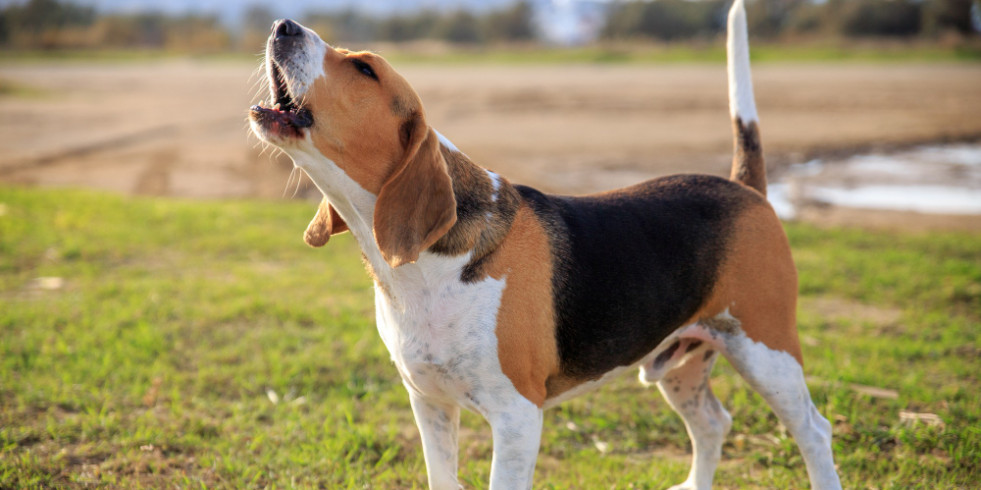 ¿Por qué algunos perros aúllan y otros solo ladran? Conoce las razones