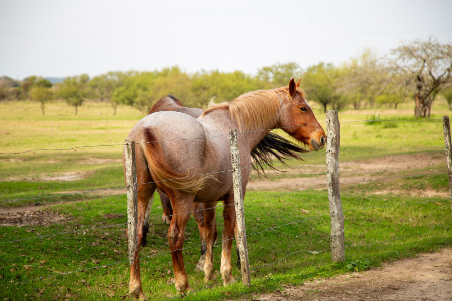 Caballo