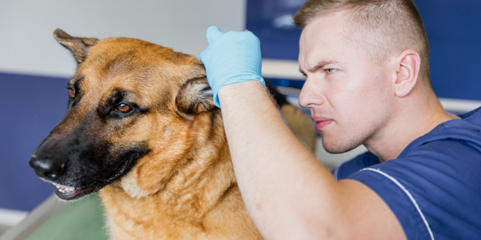 Hallan que el tratamiento con antibióticos para otitis externa provoca un crecimiento excesivo de levadura en oídos de perros