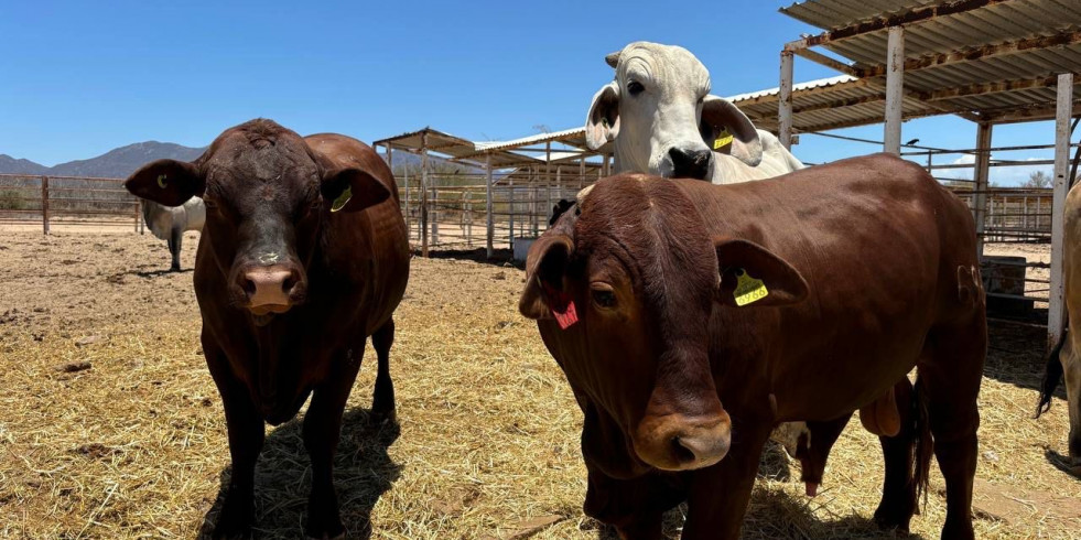 Baja California Sur se acerca a ser zona libre de tuberculosis bovina