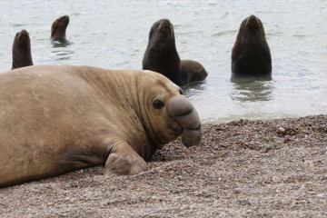 Elefante marino