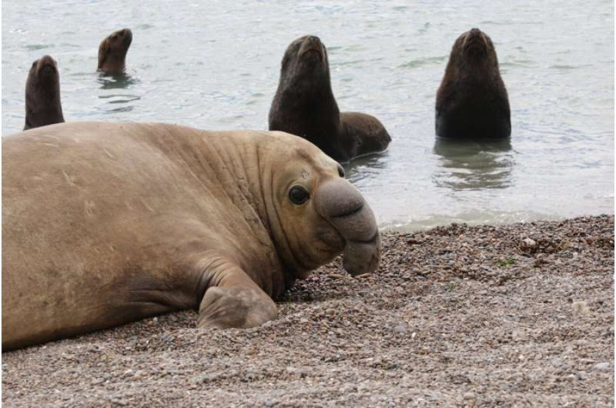 Elefante marino