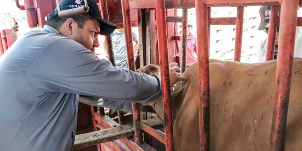 Realizan un simulacro para prevenir la entrada del gusano barrenador del ganado a México