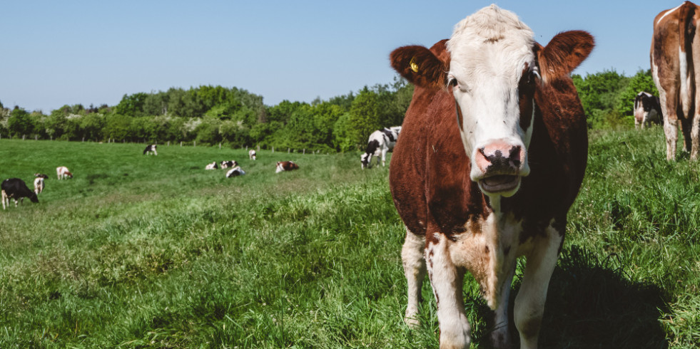 La fiebre aftosa supone pérdidas de más de ocho billones de dólares: abren curso online para veterinarios