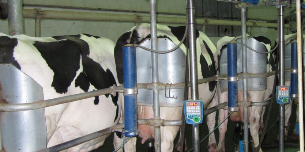 Estudian en España cómo el microbioma de la ubre afecta al desarrollo de mastitis bovina