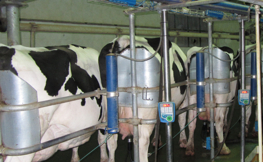 Estudian en España cómo el microbioma de la ubre afecta al desarrollo de mastitis bovina