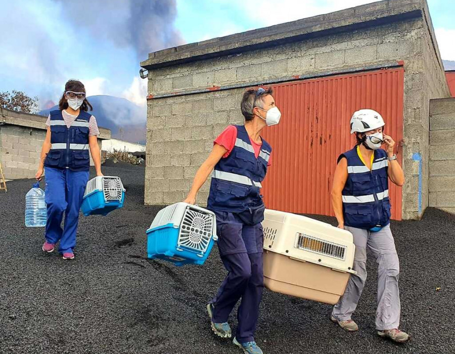 Veterinarios catástrofe emergencia tenerife la palma