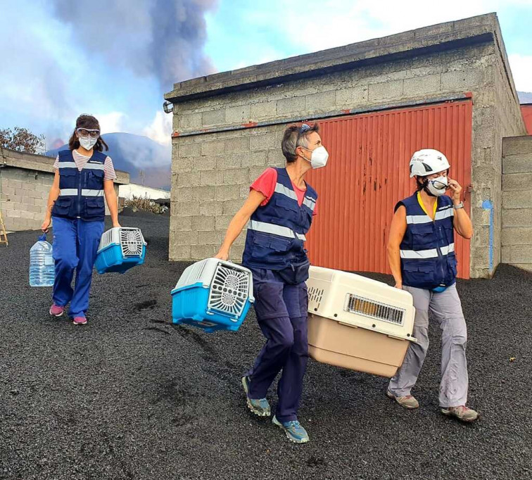 Canarias, un ejemplo del papel clave de los veterinarios durante situaciones de emergencias