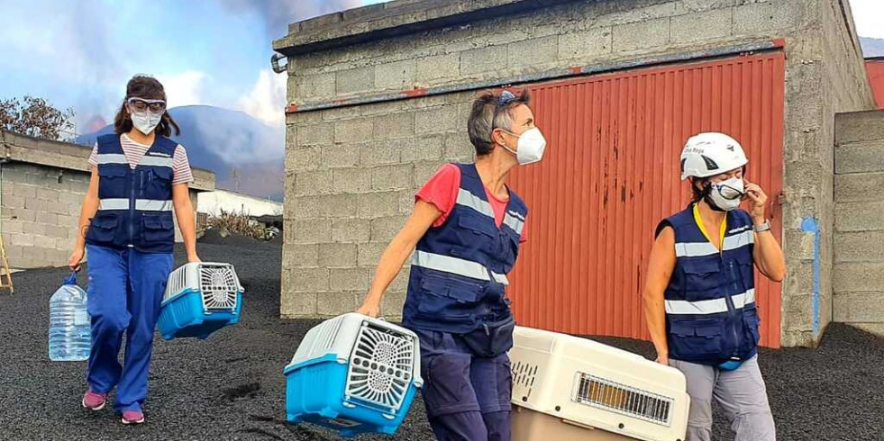 Canarias, un ejemplo del papel clave de los veterinarios durante situaciones de emergencias