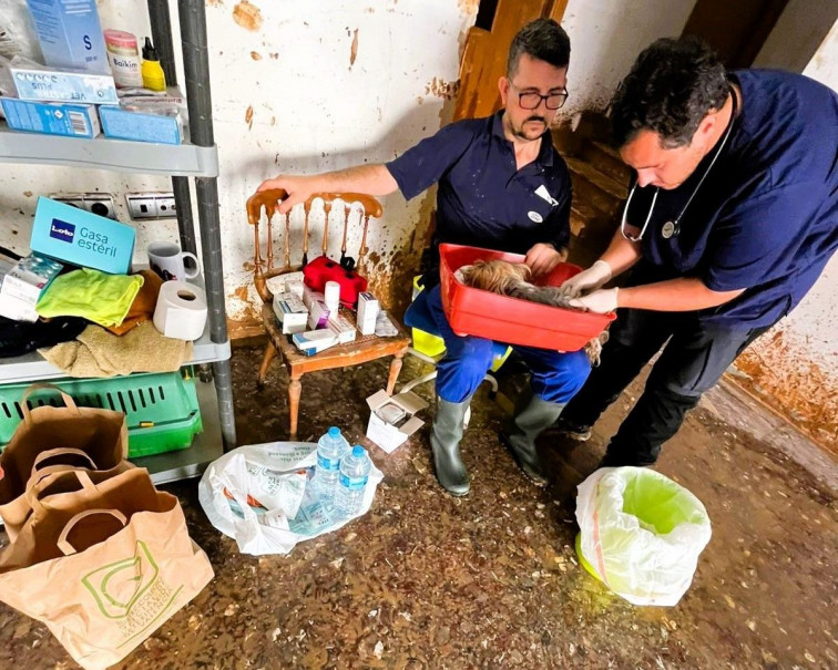 Veterinarios de Valencia recomiendan comprobar si los perros están vacunados frente a la leptospirosis