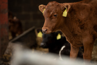 Determinan cómo el moco cervical de las vacas puede producir terneros machos o hembras