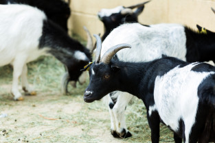 Estudian las implicaciones de la exposición al plomo en la salud de las cabras y la seguridad alimentaria