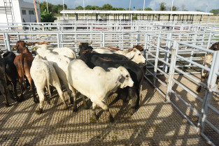 México detecta un animal positivo en gusano barrenador del ganado en un cargamento tras una inspección