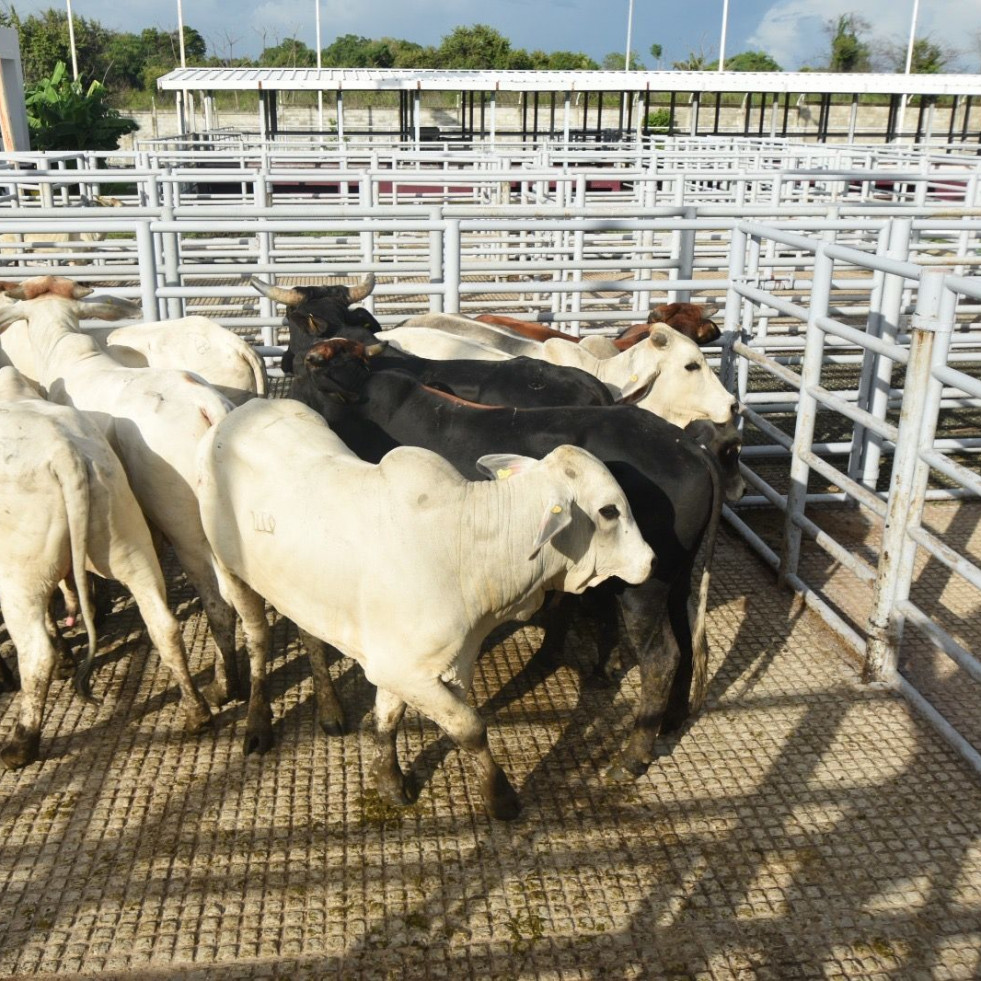 México detecta un animal positivo en gusano barrenador del ganado en un cargamento tras una inspección