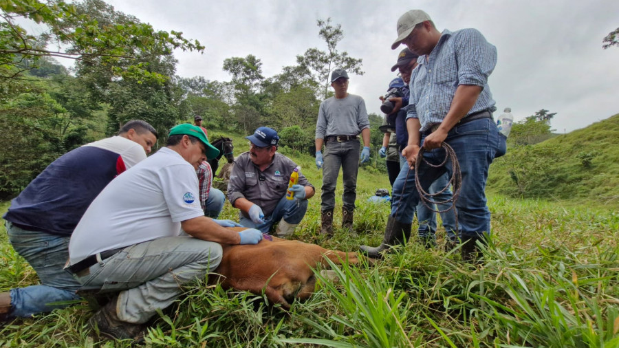 Gusano barrenador Guatemala