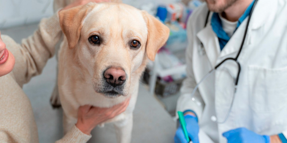 Cómo comunicar a PRESVET o a las bases de datos autonómicas las prescripciones de antibióticos en pequeños animales