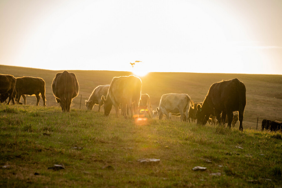 Vacas