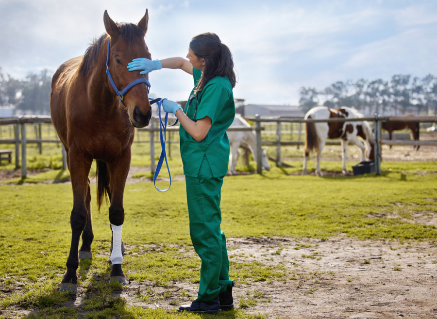 Veterinaria equina