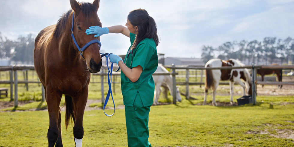 Las Escuelas Veterinarias de Francia abren los programas de internado en clínica equina para españoles