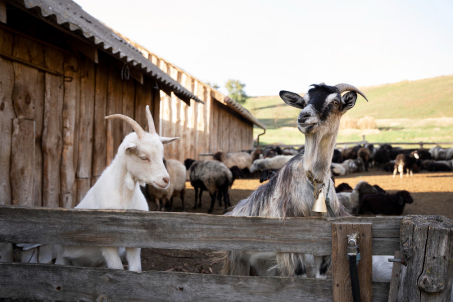 Vacunas frente a la viruela en cabras españoles en Irán