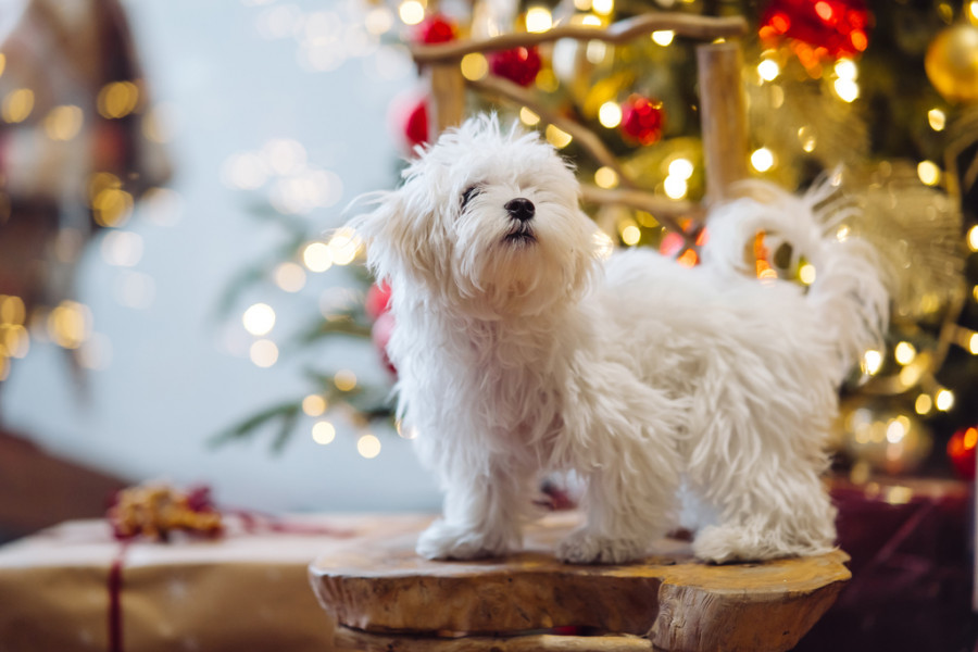 Perro navidad