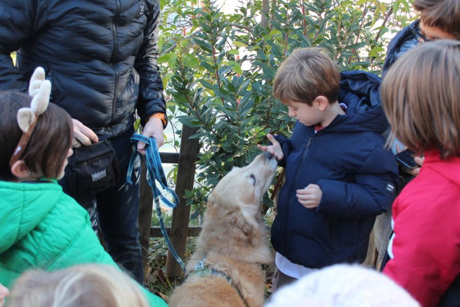 Colegios educar niños perros